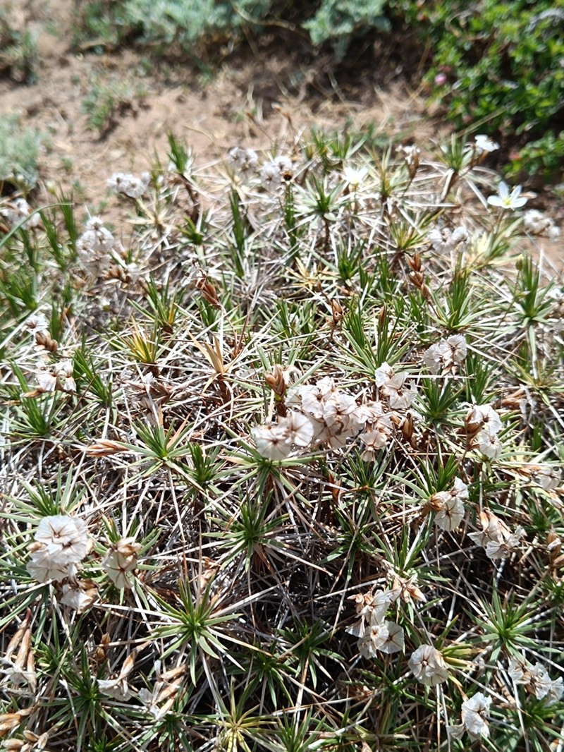 Acantholimon taschkurganicum