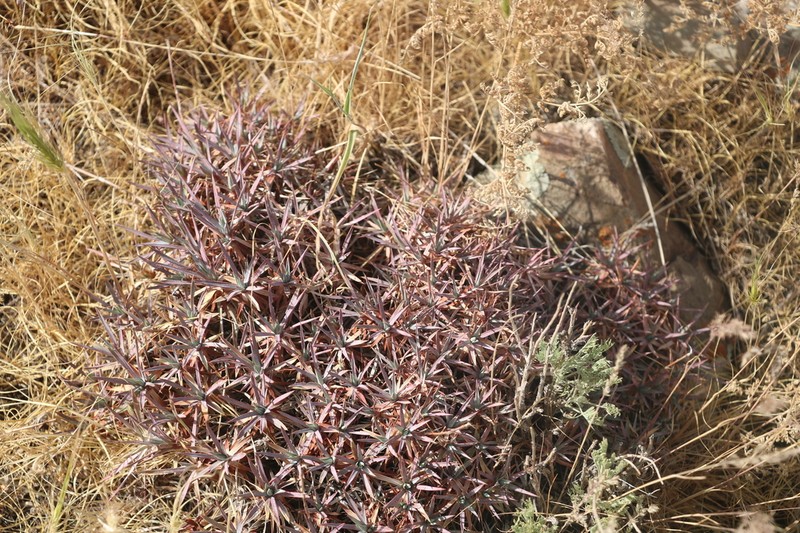 Acantholimon tataricum