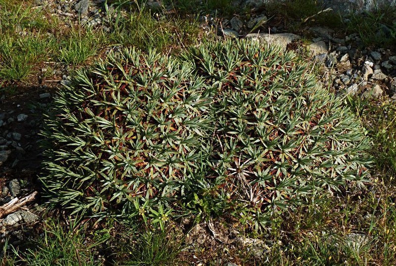 Acantholimon tataricum photo 3