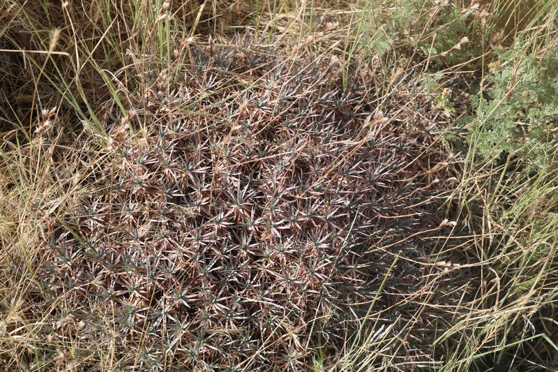Acantholimon tataricum photo 5