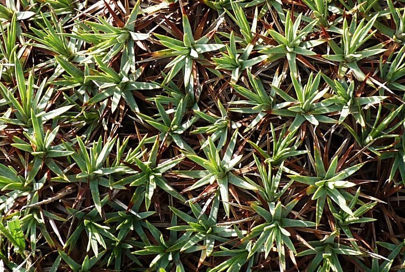 Acantholimon tataricum photo 6