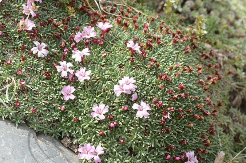 Acantholimon tianschanicum