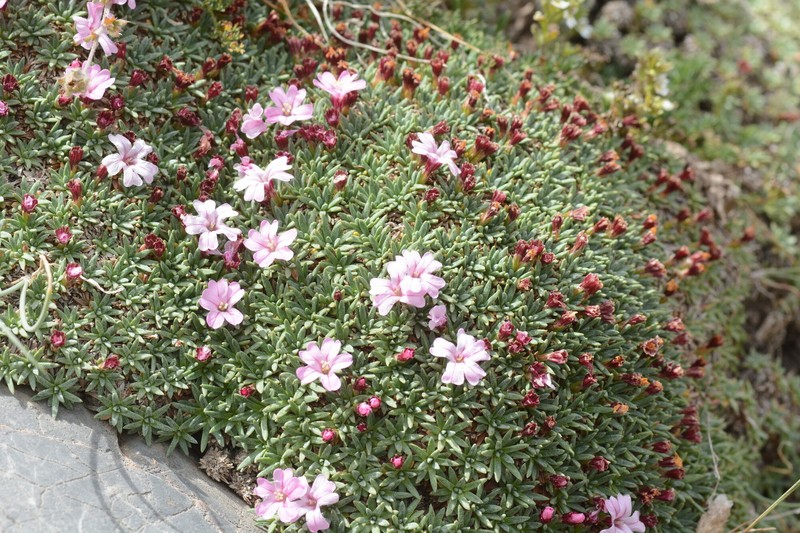 Acantholimon tianschanicum photo 2