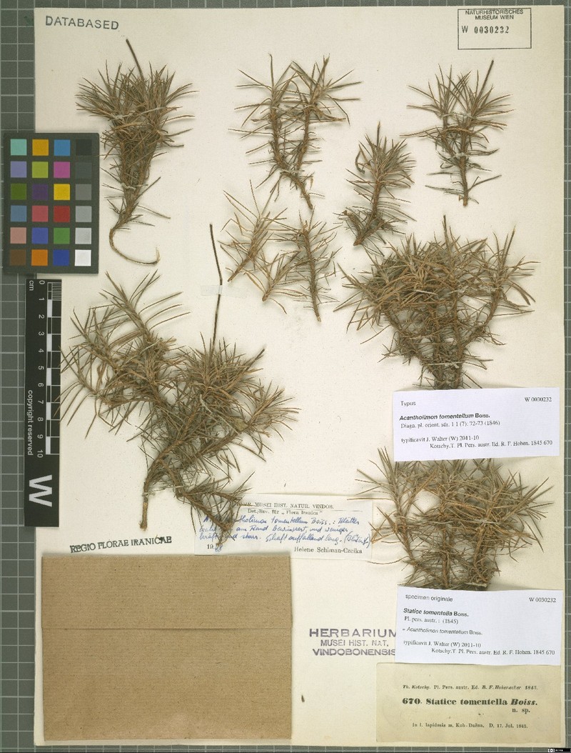 Acantholimon tomentellum