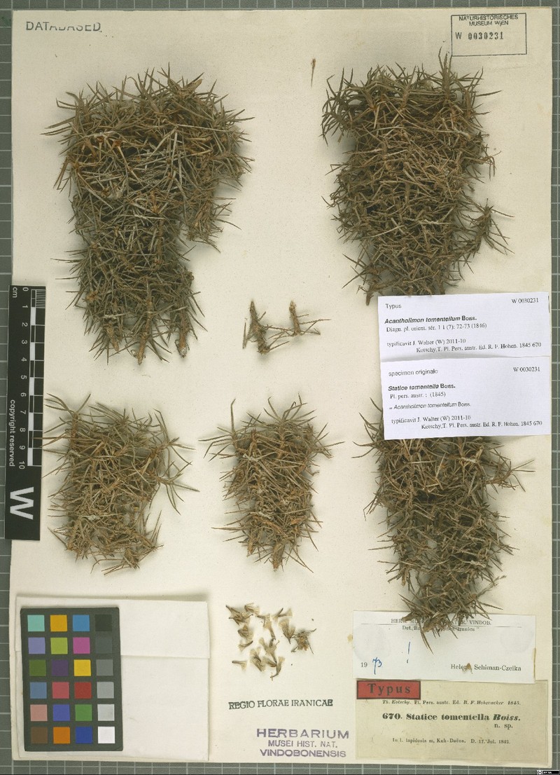 Acantholimon tomentellum photo 2
