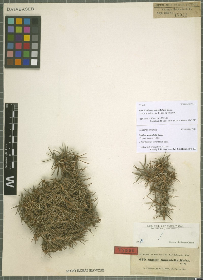 Acantholimon tomentellum photo 3