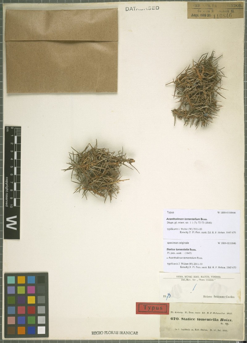 Acantholimon tomentellum photo 4