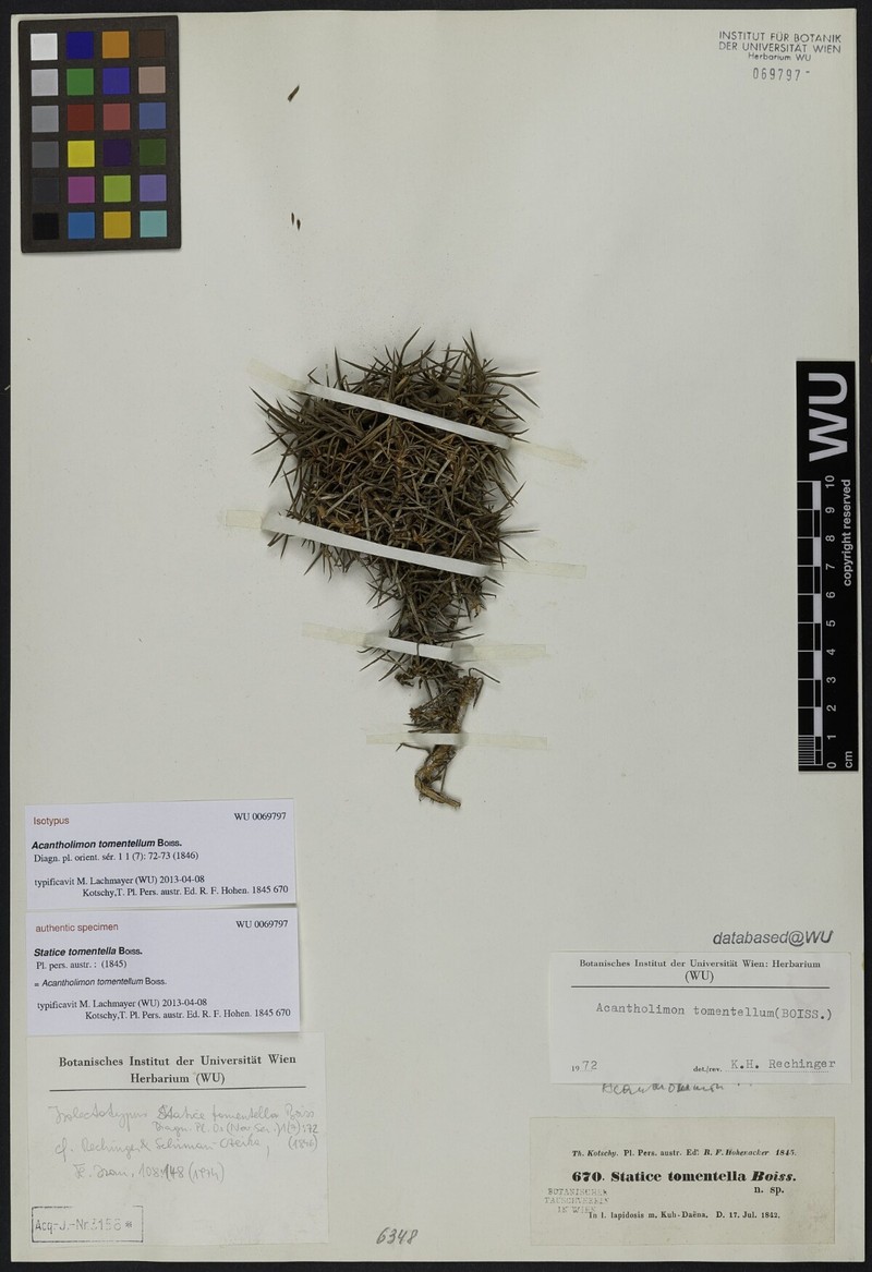 Acantholimon tomentellum photo 5