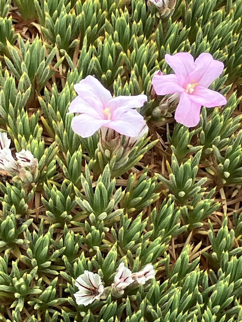 Acantholimon tournefortii photo 3