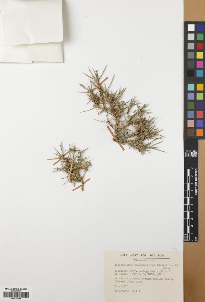 Acantholimon tragacanthinum