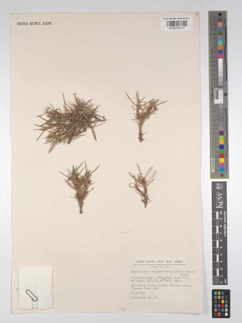 Acantholimon tragacanthinum photo 2