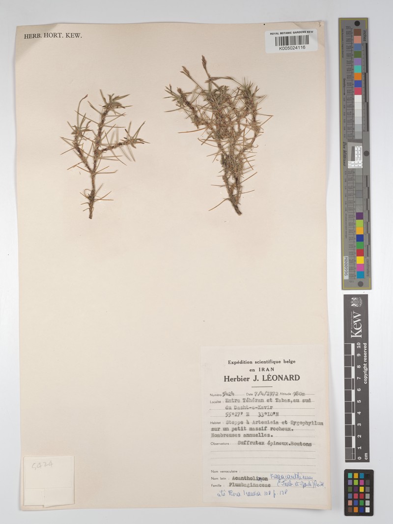 Acantholimon tragacanthinum photo 3