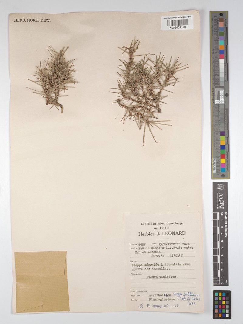 Acantholimon tragacanthinum photo 4