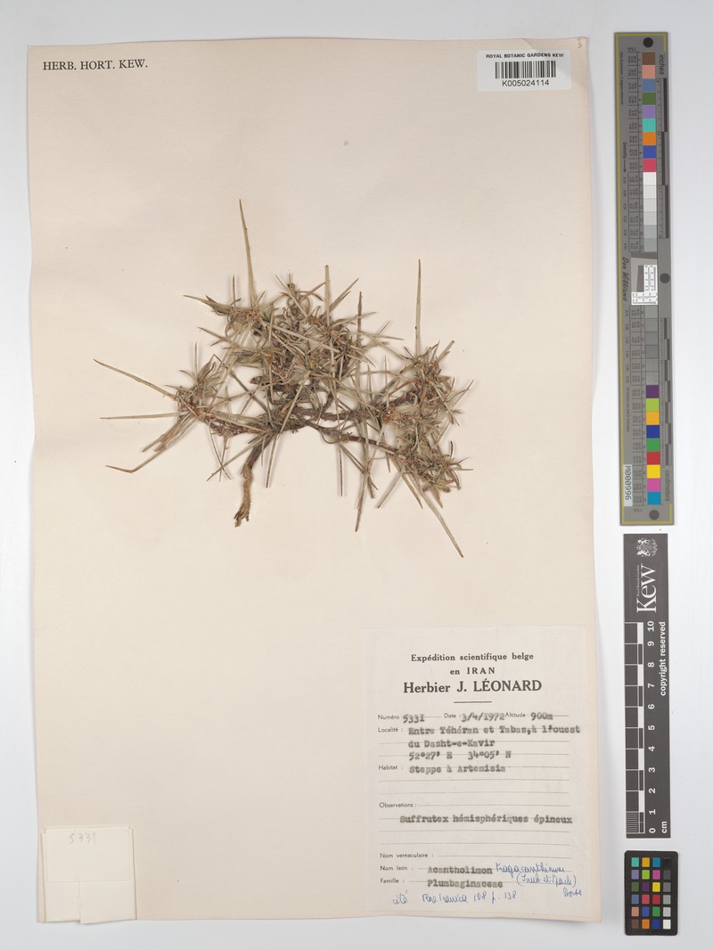 Acantholimon tragacanthinum photo 5