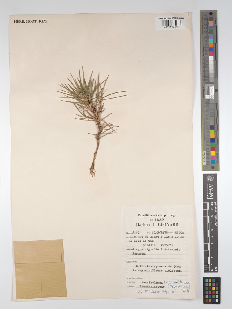 Acantholimon tragacanthinum photo 6
