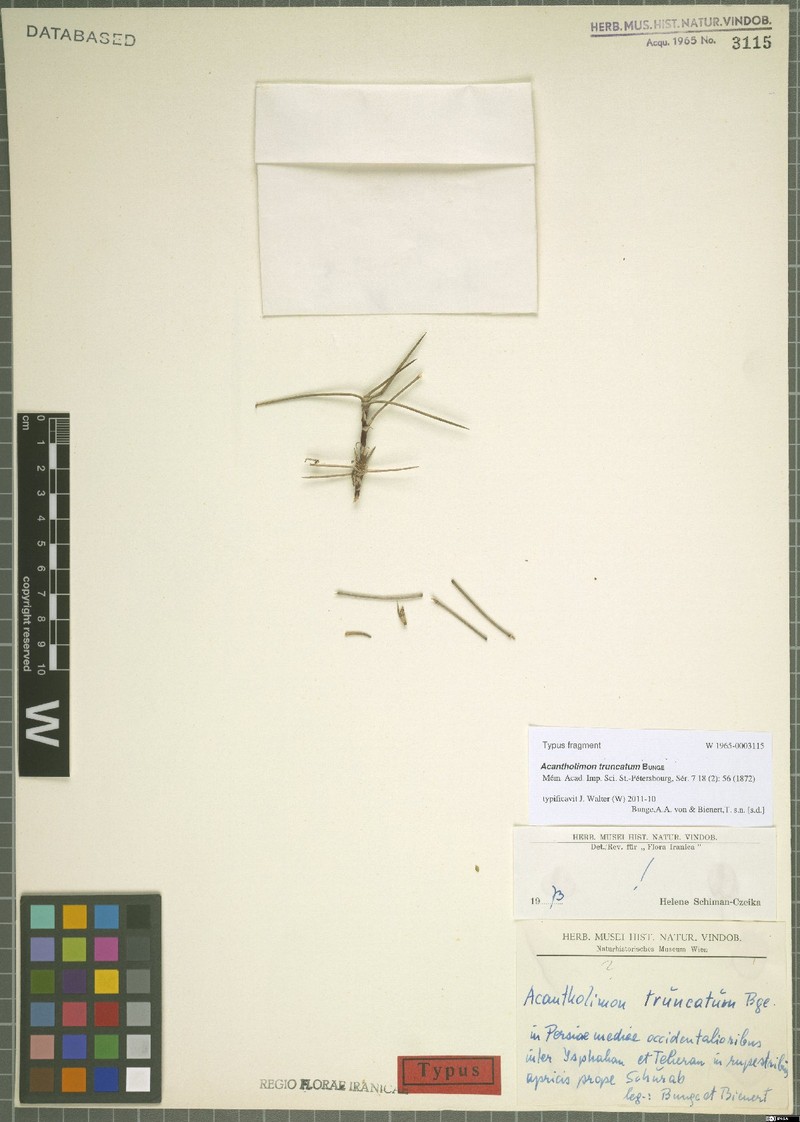 Acantholimon truncatum