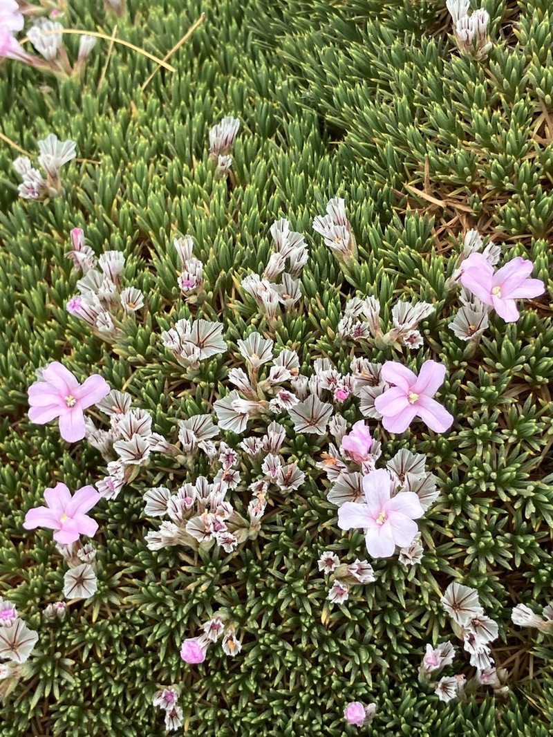 Acantholimon ulicinum photo 2