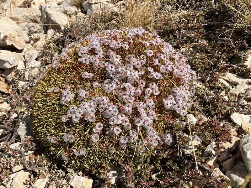 Acantholimon ulicinum photo 3