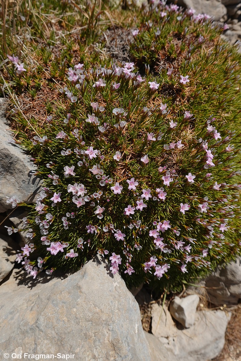 Acantholimon ulicinum photo 4