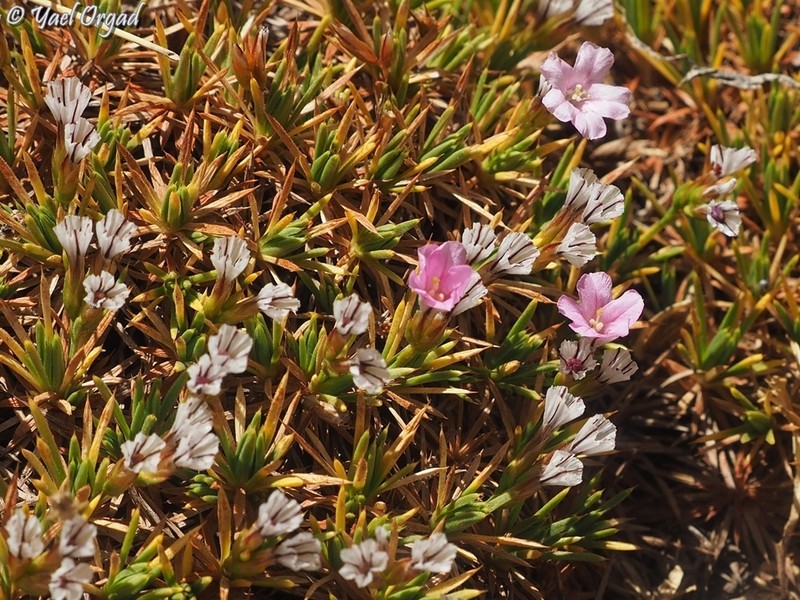 Acantholimon ulicinum photo 5