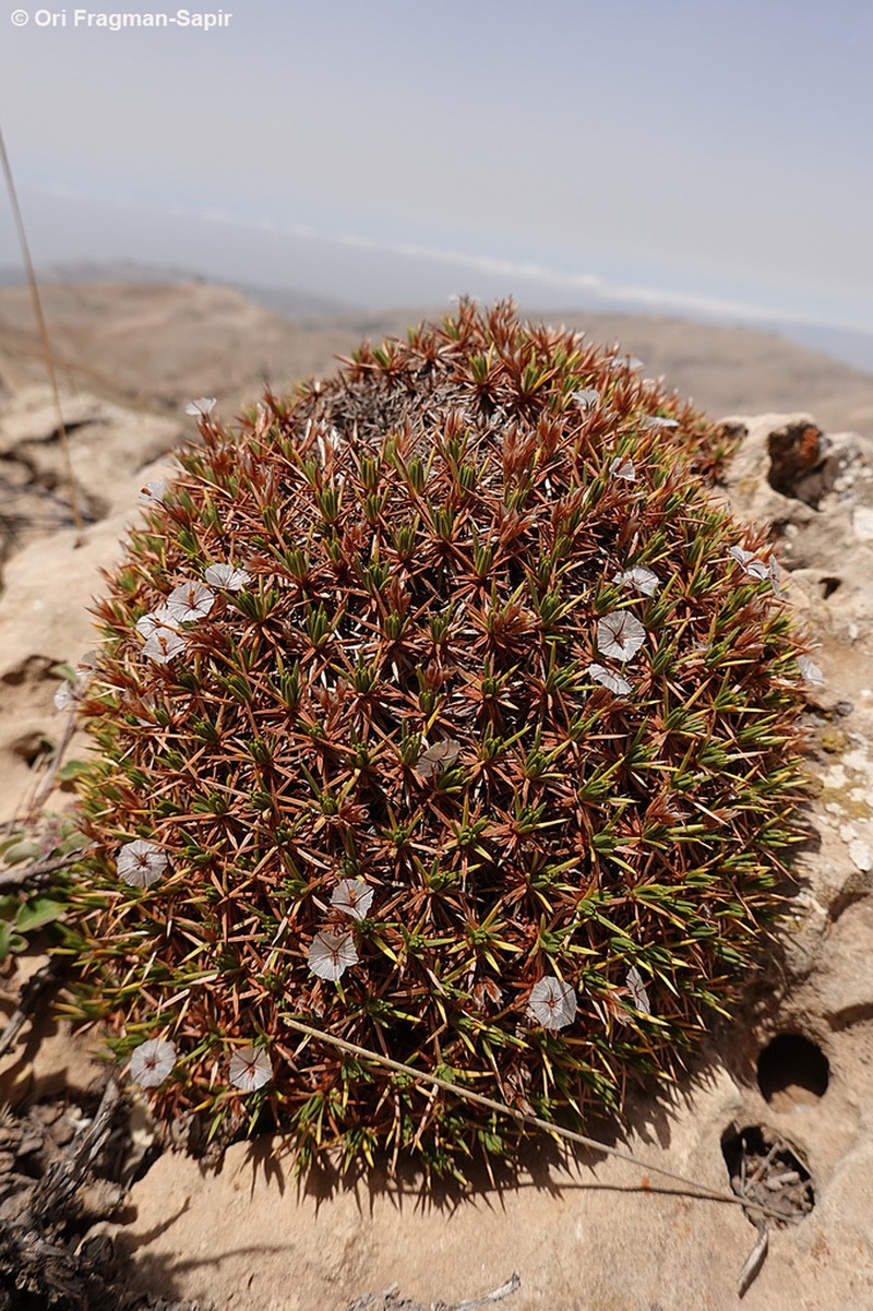 Acantholimon ulicinum photo 6