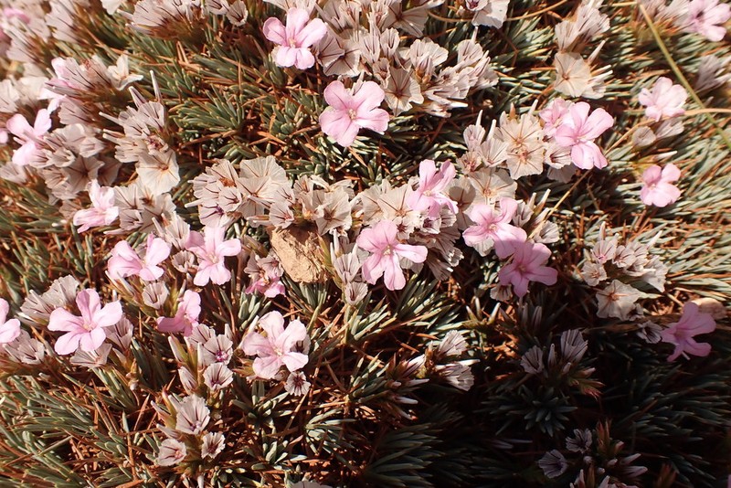 Acantholimon ulicinum photo 7