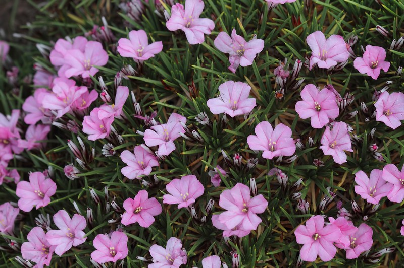 Acantholimon ulicinum photo 8
