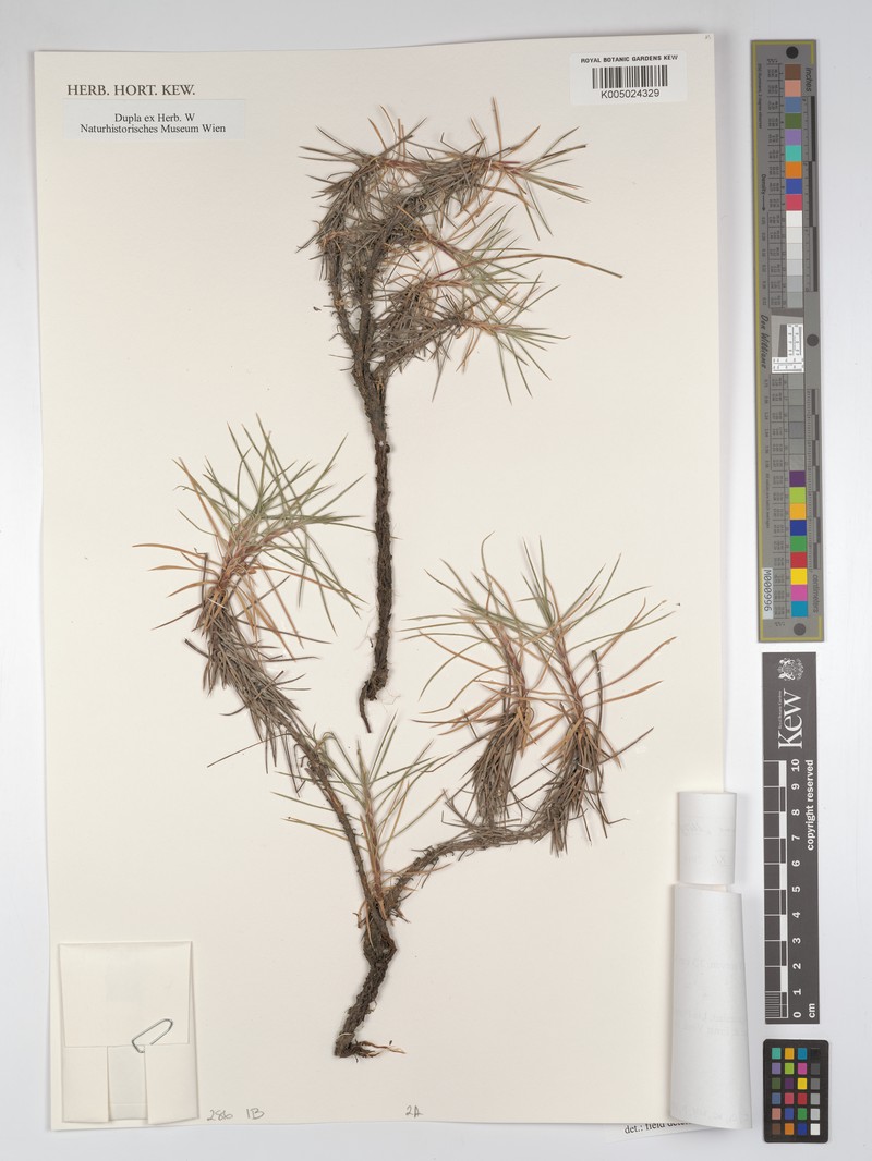 Acantholimon vedicum