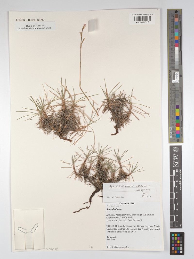 Acantholimon vedicum photo 2