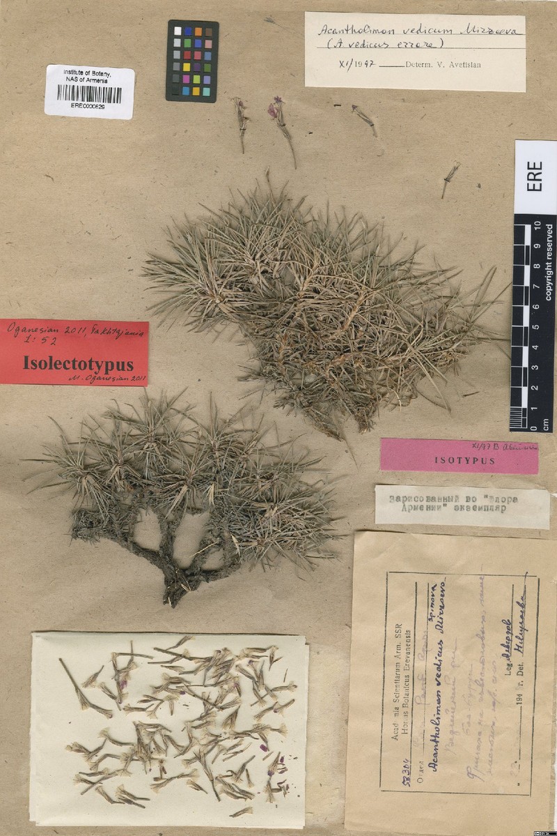 Acantholimon vedicum photo 3