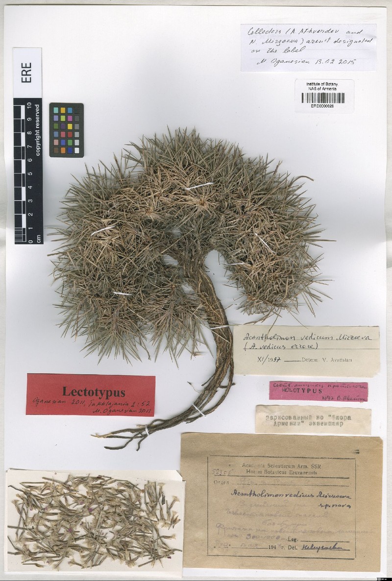 Acantholimon vedicum photo 4