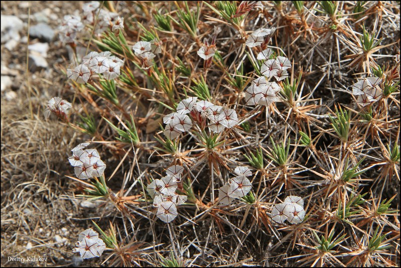 Acantholimon velutinum