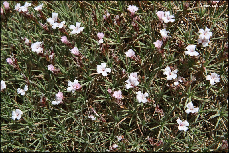 Acantholimon velutinum photo 2