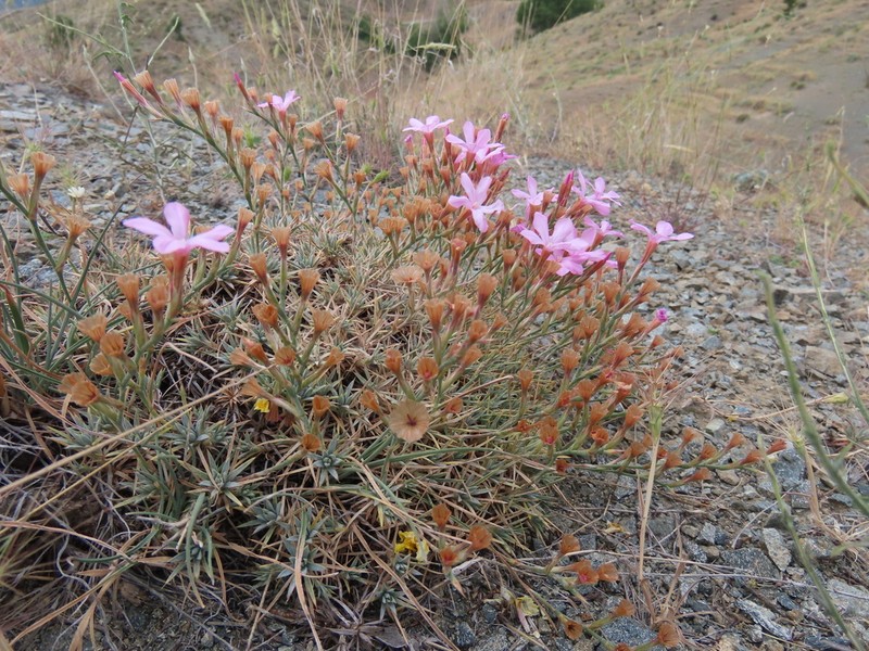 Acantholimon venustum