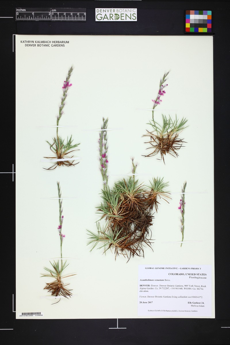 Acantholimon venustum photo 2
