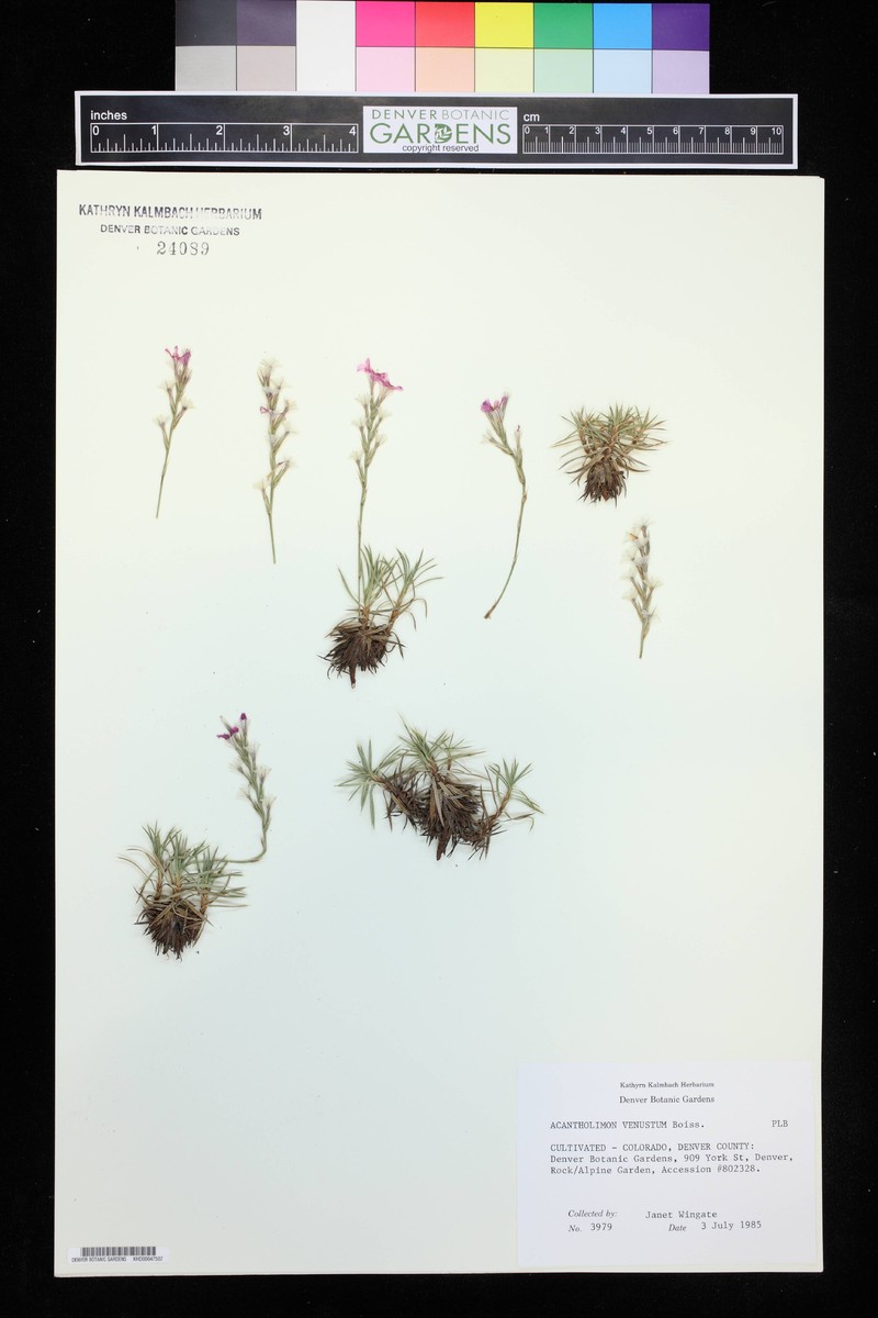 Acantholimon venustum photo 5