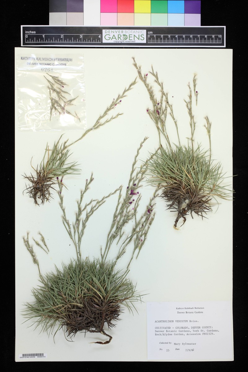 Acantholimon venustum photo 6