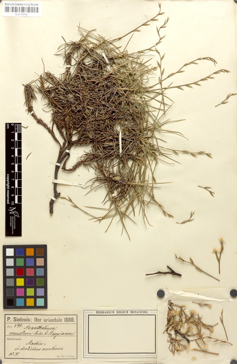 Acantholimon venustum photo 7