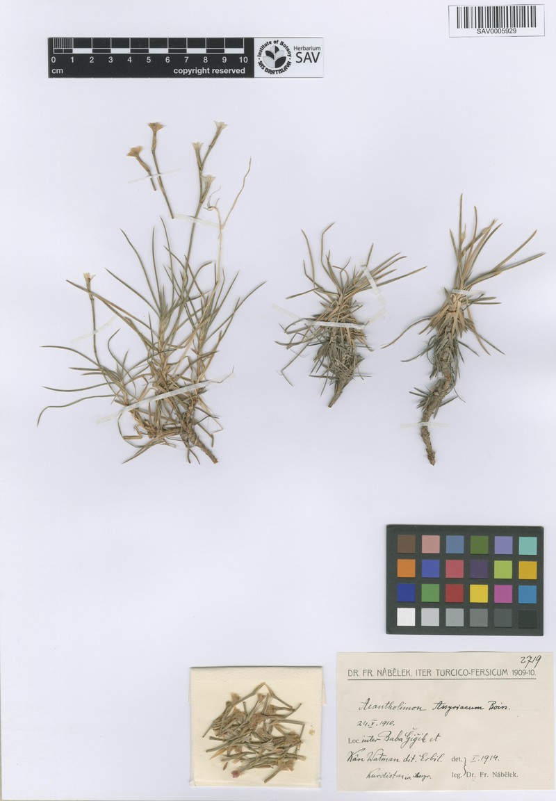 Acantholimon venustum photo 8