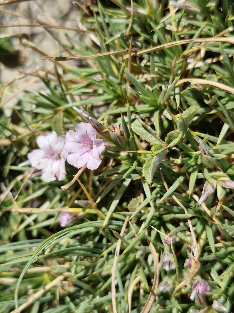 Acantholimon wiedemanii