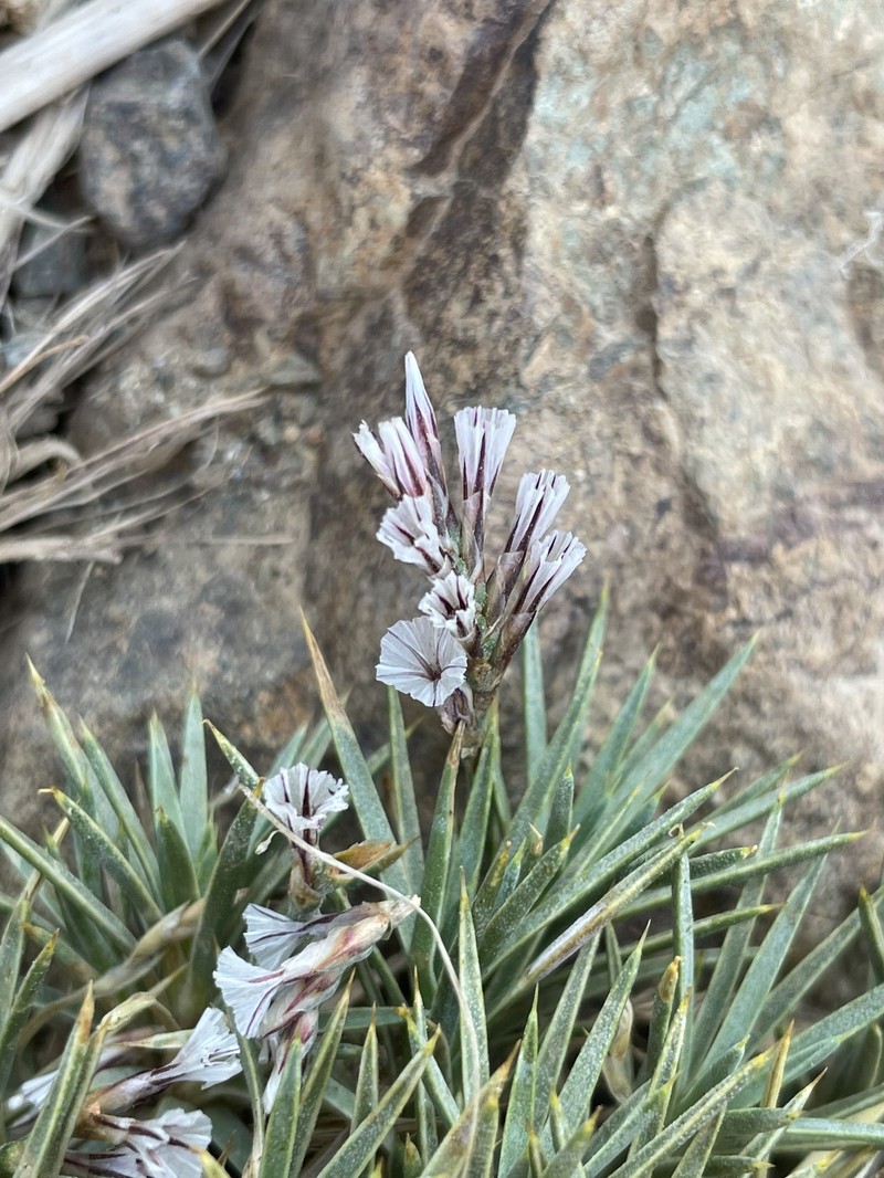 Acantholimon wiedemanii photo 2