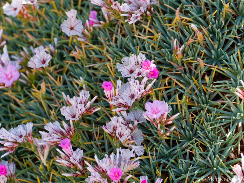 Acantholimon wiedemanii photo 8