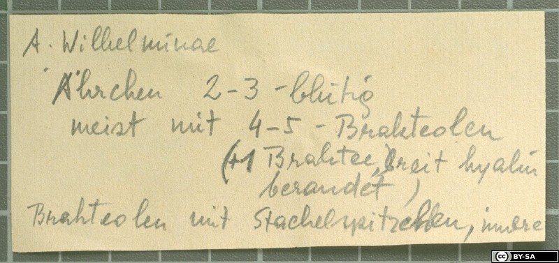 Acantholimon wilhelminae