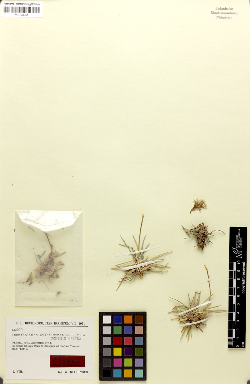 Acantholimon wilhelminae photo 2