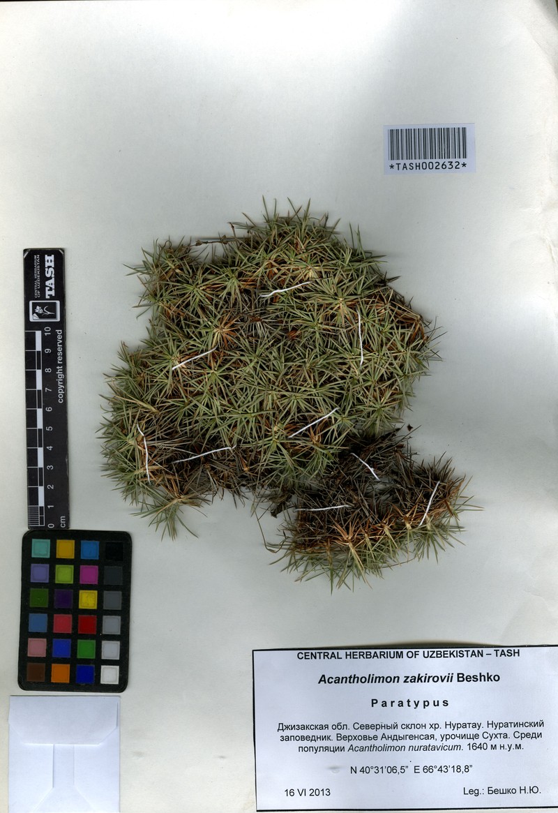 Acantholimon zakirovii photo 2