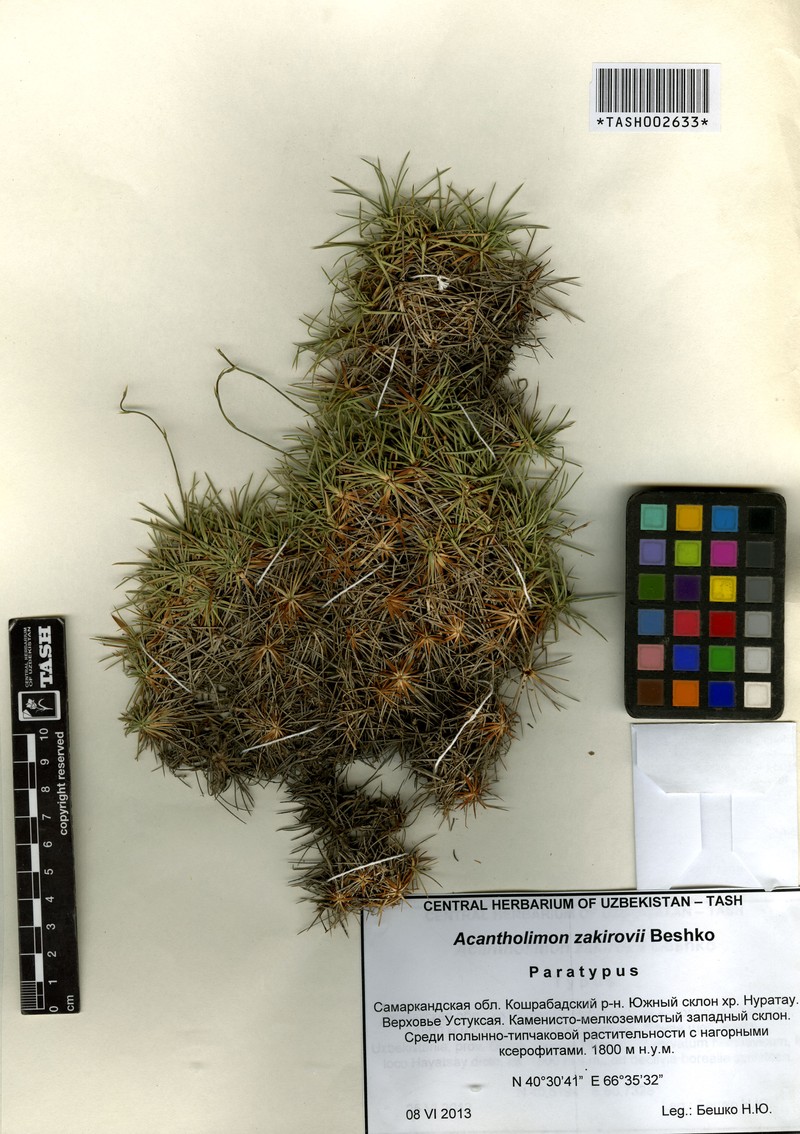 Acantholimon zakirovii photo 3