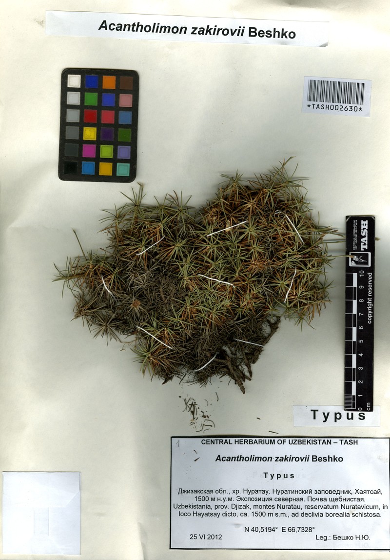 Acantholimon zakirovii photo 4