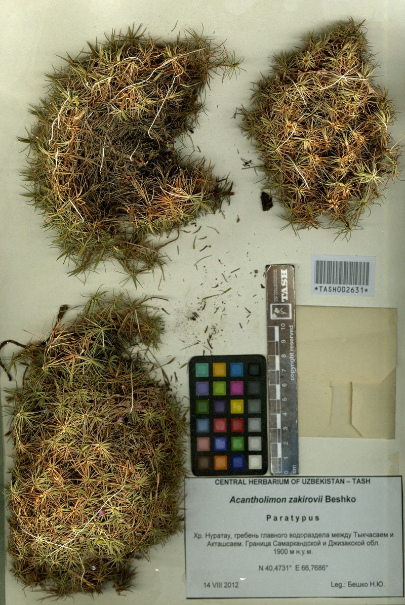 Acantholimon zakirovii photo 5