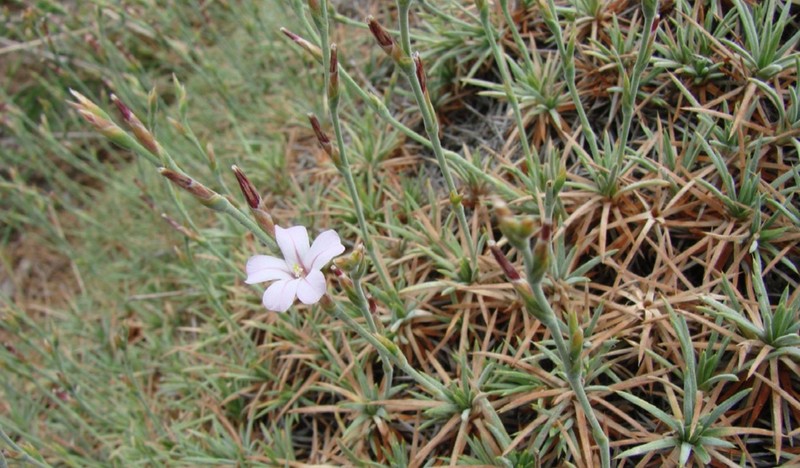 Acantholimon zakirovii