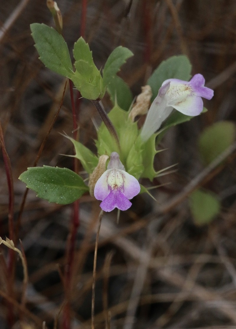 San Mateo Thorn-Mint photo 2
